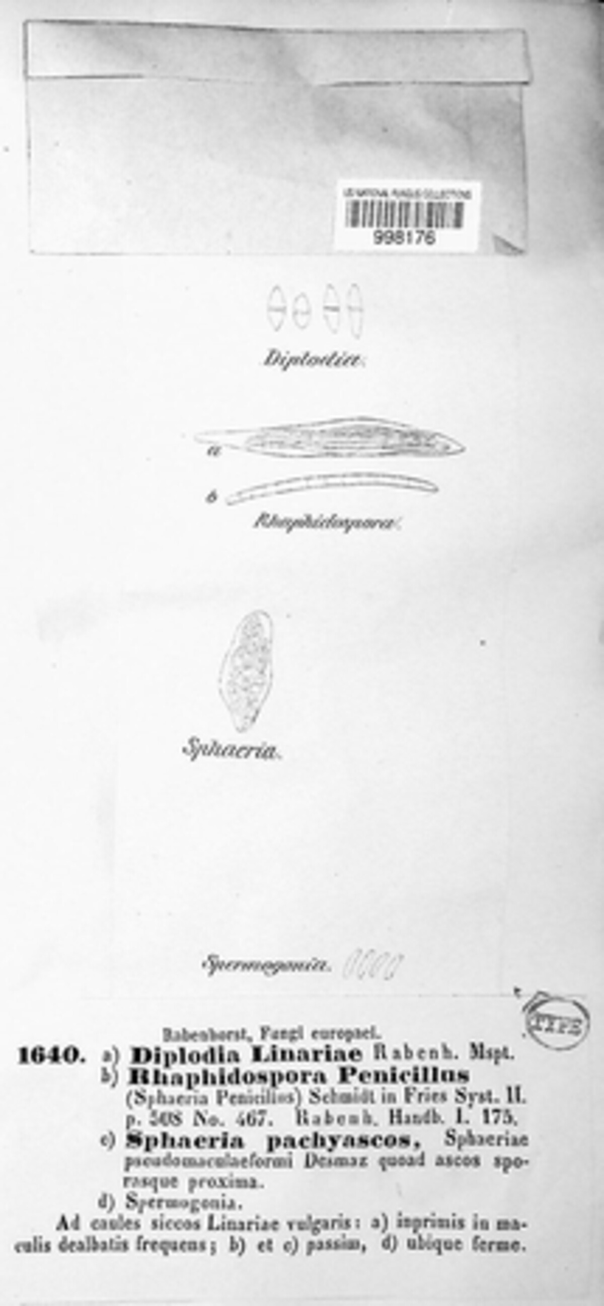 Sphaeropsis linariae image
